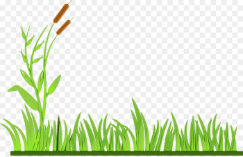 Lawn, Lawn Mowers, Drawing, Grass, Green PNG Lawn, Lawn Mowers, Drawing, Grass, Green PNG