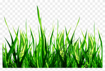 Lawn Picsart Photo Studio Garden Sticker Yard - Nature Png