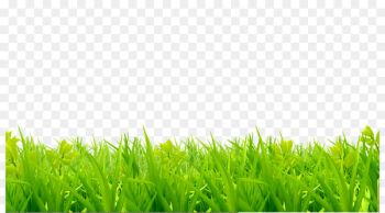 Lawn, Royaltyfree, Photography, Grass, Green PNG Lawn, Royaltyfree, Photography, Grass, Green PNG