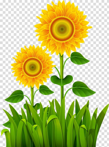 Lawn , Sunflower Sisters transparent background PNG clipart Lawn , Sunflower Sisters transparent background PNG clipart