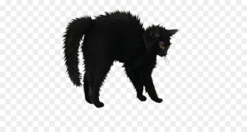 Le Chat Noir Bombay cat Black cat Portable Network Graphics Halloween -  