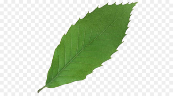 Leaf 3D computer graphics - An apple leaf Leaf 3D computer graphics - An apple leaf