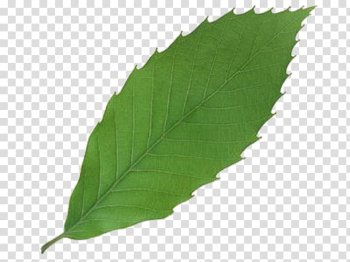 Leaf 3D computer graphics, An apple leaf transparent background PNG clipart Leaf 3D computer graphics, An apple leaf transparent background PNG clipart