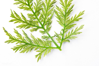 Leaf aerial botany | Free stock photo - 92125