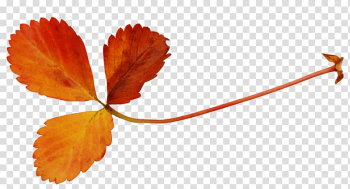 Leaf Autumn , autumn leaves transparent background PNG clipart