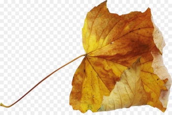 Leaf Autumn Deciduous - Autumn leaves Leaf Autumn Deciduous - Autumn leaves
