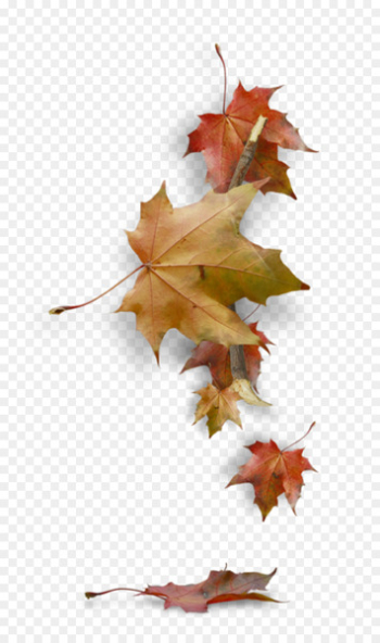 Leaf Autumn Desktop Wallpaper - autumn Leaf Autumn Desktop Wallpaper - autumn