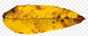 Leaf Autumn Fall Autumn Leaf Png Image - Autumn Leaf Png Yellow