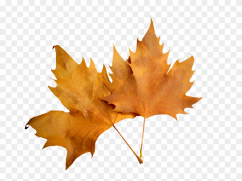 Leaf Autumn Leaf Autumn Nature Png Image - Leaf Autumn Leaf Autumn Nature Png Image