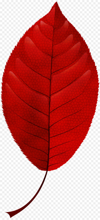 Leaf, Autumn Leaf Color, Autumn, Red PNG Leaf, Autumn Leaf Color, Autumn, Red PNG