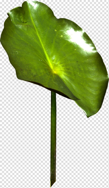 Leaf Autumn Plant stem TinyPic, Leaf transparent background PNG clipart Leaf Autumn Plant stem TinyPic, Leaf transparent background PNG clipart