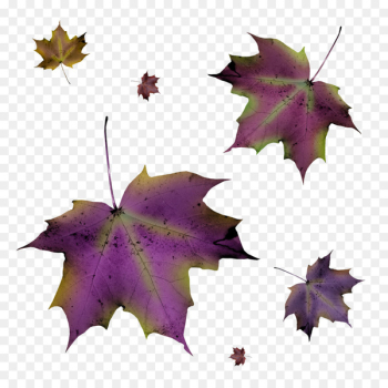 Leaf Autumn Purple - autumn leaves Leaf Autumn Purple - autumn leaves