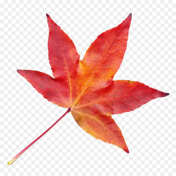 Leaf Autumn Transparency and translucency - Autumn Leaf Leaf Autumn Transparency and translucency - Autumn Leaf