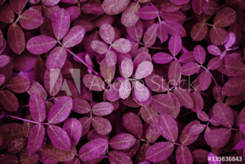 Leaf background Leaf background