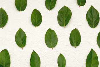Leaf Background Texture Leaf Background Texture
