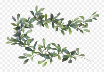 Leaf Bay Laurel Garland Tree Cut Flowers - Bay Leaf