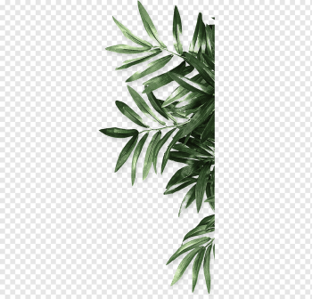 Leaf Be Natural Organics Android, leaf, green leaf plant, maple Leaf, branch, plant Stem png