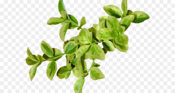 Leaf, Branch, Download, Flower, Plant PNG Leaf, Branch, Download, Flower, Plant PNG
