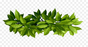 Leaf Branch - Leaf 