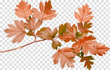 Leaf Branch Petal , Leaf transparent background PNG clipart