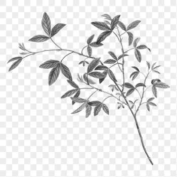 Leaf branch png sticker, | Free PNG - rawpixel Leaf branch png sticker, | Free PNG - rawpixel