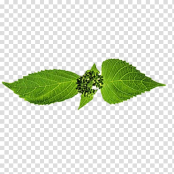 Leaf Branch Trunk Google s, leaf transparent background PNG clipart