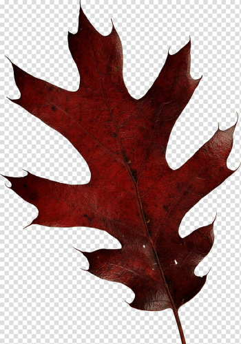 Leaf Brown Autumn, autumn leaf transparent background PNG clipart Leaf Brown Autumn, autumn leaf transparent background PNG clipart