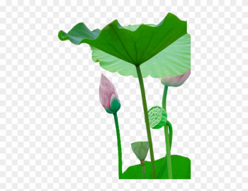 Leaf Bud Plant Stem Flower - Sacred Lotus Leaf Bud Plant Stem Flower - Sacred Lotus