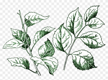 Leaf Clip Art - Leaf Clip Art Leaf Clip Art - Leaf Clip Art