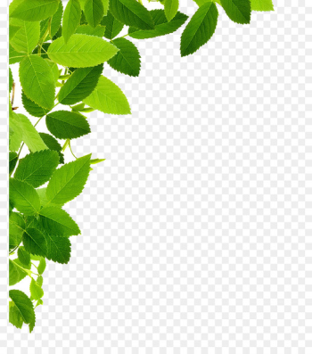 Leaf Clip art - Leaf Frame PNG Image Leaf Clip art - Leaf Frame PNG Image