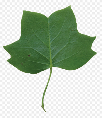 Leaf Clipart Tulip Tree - Tulip Poplar Leaf Clipart Tulip Tree - Tulip Poplar