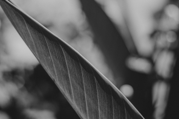 Leaf Closeup Photo Leaf Closeup Photo