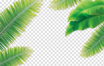 Leaf Coconut Arecaceae, Coconut leaves, green palm leaves illustration transparent background PNG clipart