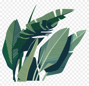 Leaf Coconut Illustration - Leaf Leaf Coconut Illustration - Leaf