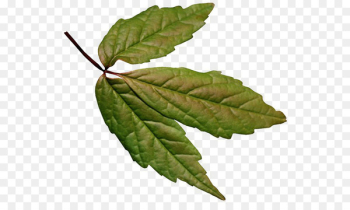 Leaf Color Green Brown Autumn - Leaf Leaf Color Green Brown Autumn - Leaf