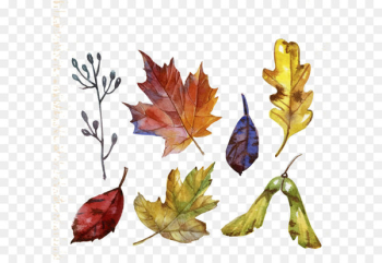 Leaf - Colored autumn leaves Leaf - Colored autumn leaves