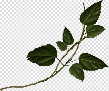 Leaf , Dark green leaves transparent background PNG clipart