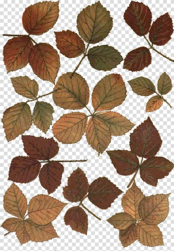 Leaf Desktop , Leaf transparent background PNG clipart Leaf Desktop , Leaf transparent background PNG clipart