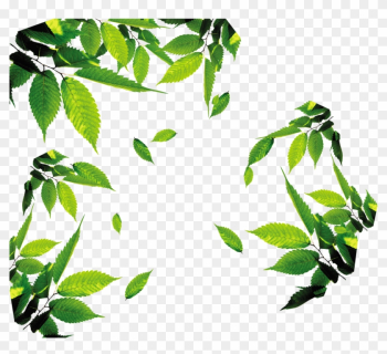 Leaf Download Icon - Tea Leaves Png