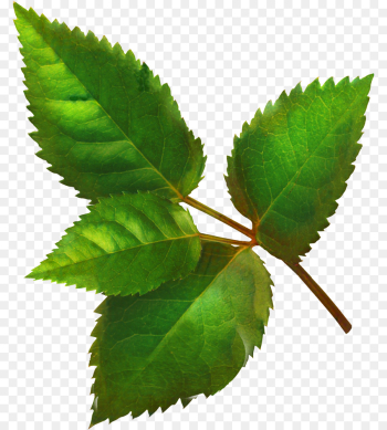 Leaf, Elm, Plant Stem, Plant PNG Leaf, Elm, Plant Stem, Plant PNG
