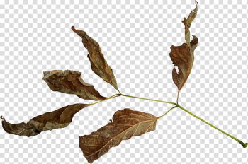 Leaf Encapsulated PostScript , dry fruit transparent background PNG clipart Leaf Encapsulated PostScript , dry fruit transparent background PNG clipart