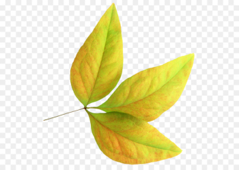 Leaf Encapsulated PostScript - Leaf Leaf Encapsulated PostScript - Leaf
