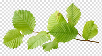 Leaf Encapsulated PostScript, Leaf transparent background PNG clipart Leaf Encapsulated PostScript, Leaf transparent background PNG clipart