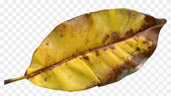 Leaf Fall Autumn Fall Leaves Png Image - Leaf Fall Autumn Fall Leaves Png Image