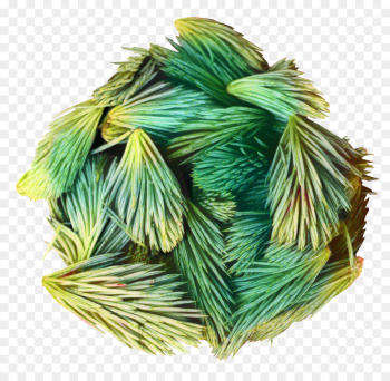 Leaf, Fir, Tree, Green PNG Leaf, Fir, Tree, Green PNG
