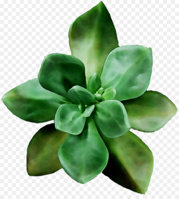 Leaf Flower - Leaf Flower -