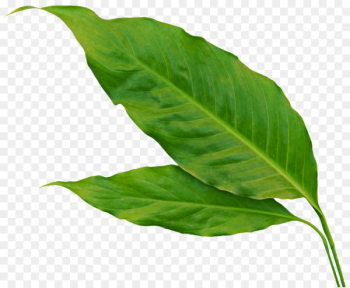 Leaf Flower Autumn - green banana leaves Leaf Flower Autumn - green banana leaves