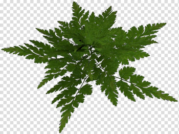 Leaf Flower, Leaf transparent background PNG clipart Leaf Flower, Leaf transparent background PNG clipart