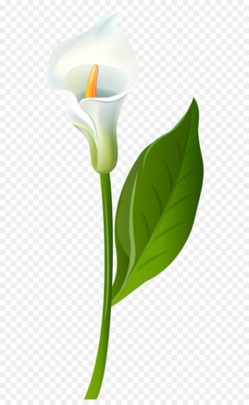 Leaf Flower Plant stem Green - Calla Lily Transparent PNG Clip Art Image 