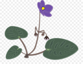 leaf flower violet plant anthurium leaf flower violet plant anthurium